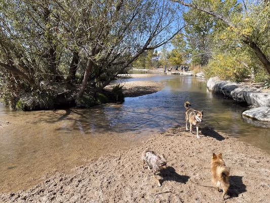 Cherry Creek State Park Dog Off-Leash Area (DOLA) photo 2